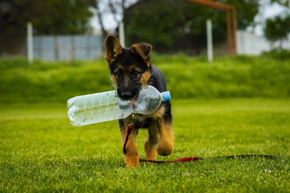 a dog running with a toy in its mouth